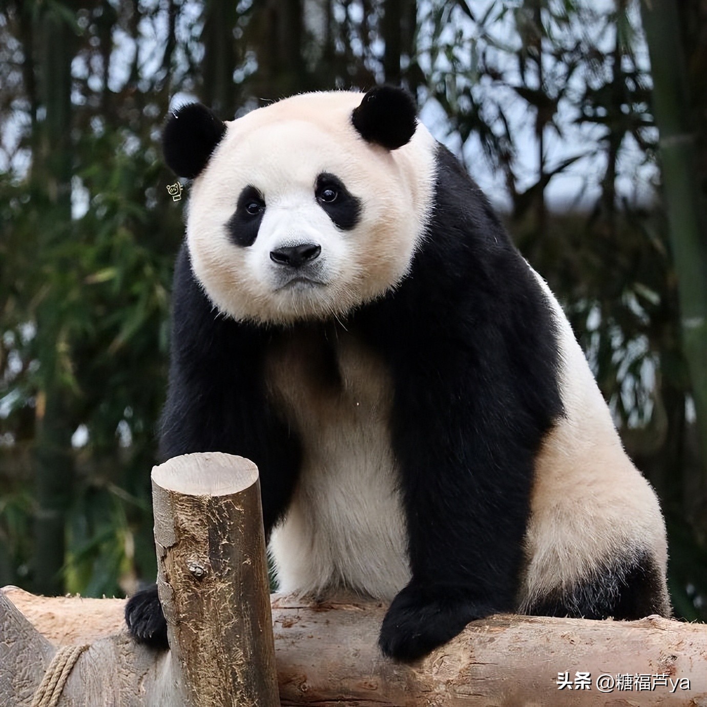 那些证明福宝是人的证据——毛皮大衣下是个小人精