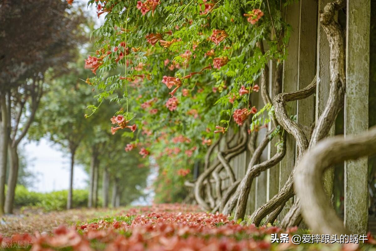 夏日里盛开的凌霄花,绚烂开放的凌霄花
