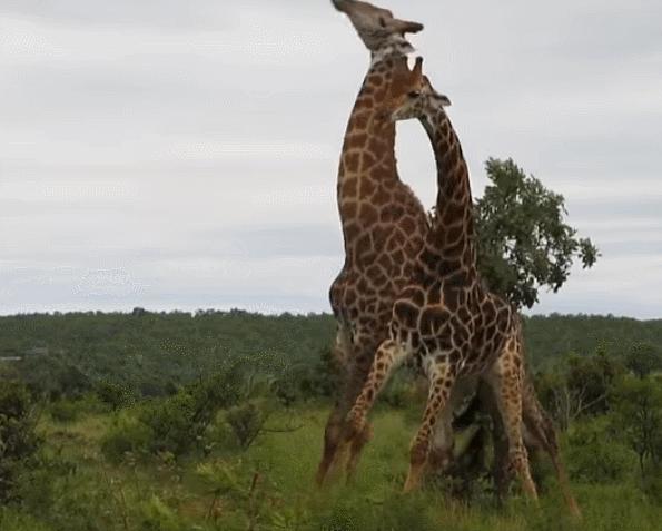动物交,配时间表,最短0.3秒,最长的竟然是……