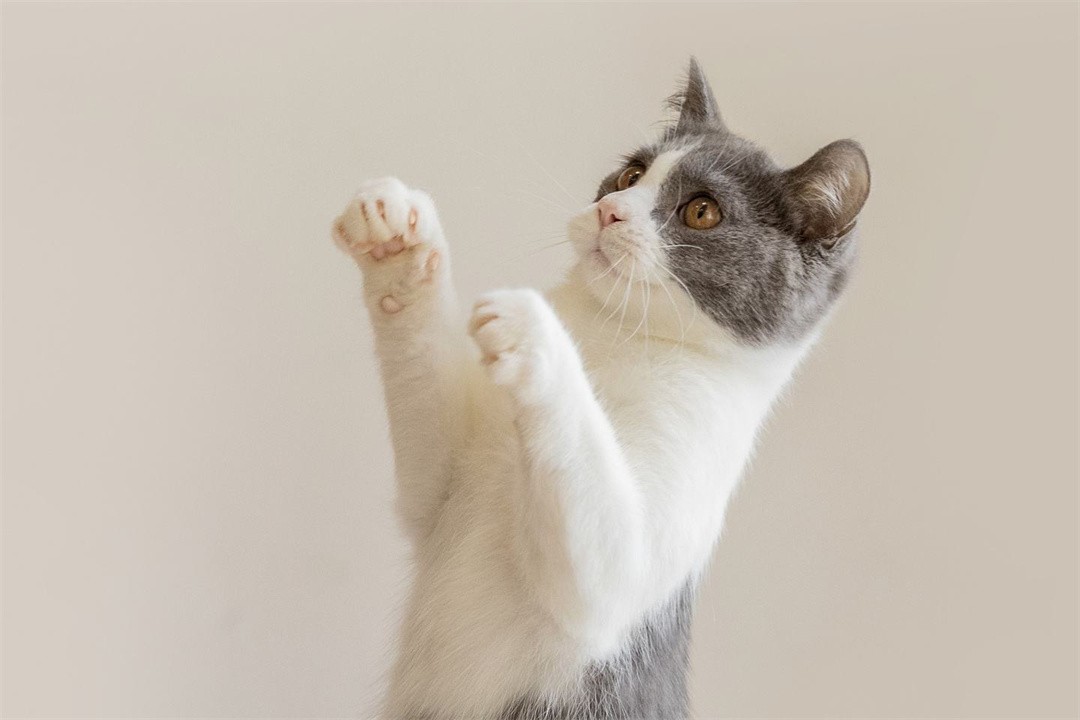 全球最聪明的十种动物,世界上最聪明的十种动物