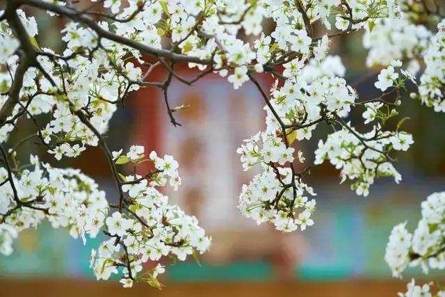 踏青看梨花的诗句,春游赏桃花七律诗