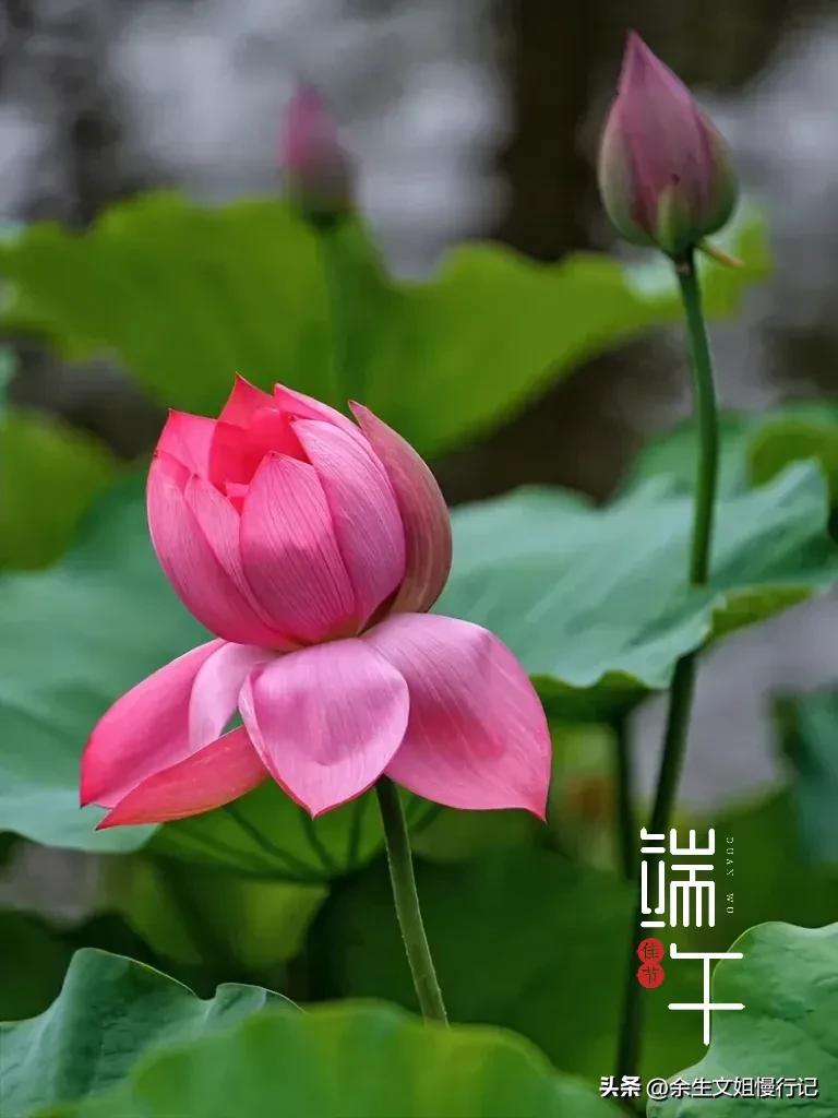 端午节的起源和演变手抄报,端午节的起源和哪个人物无关