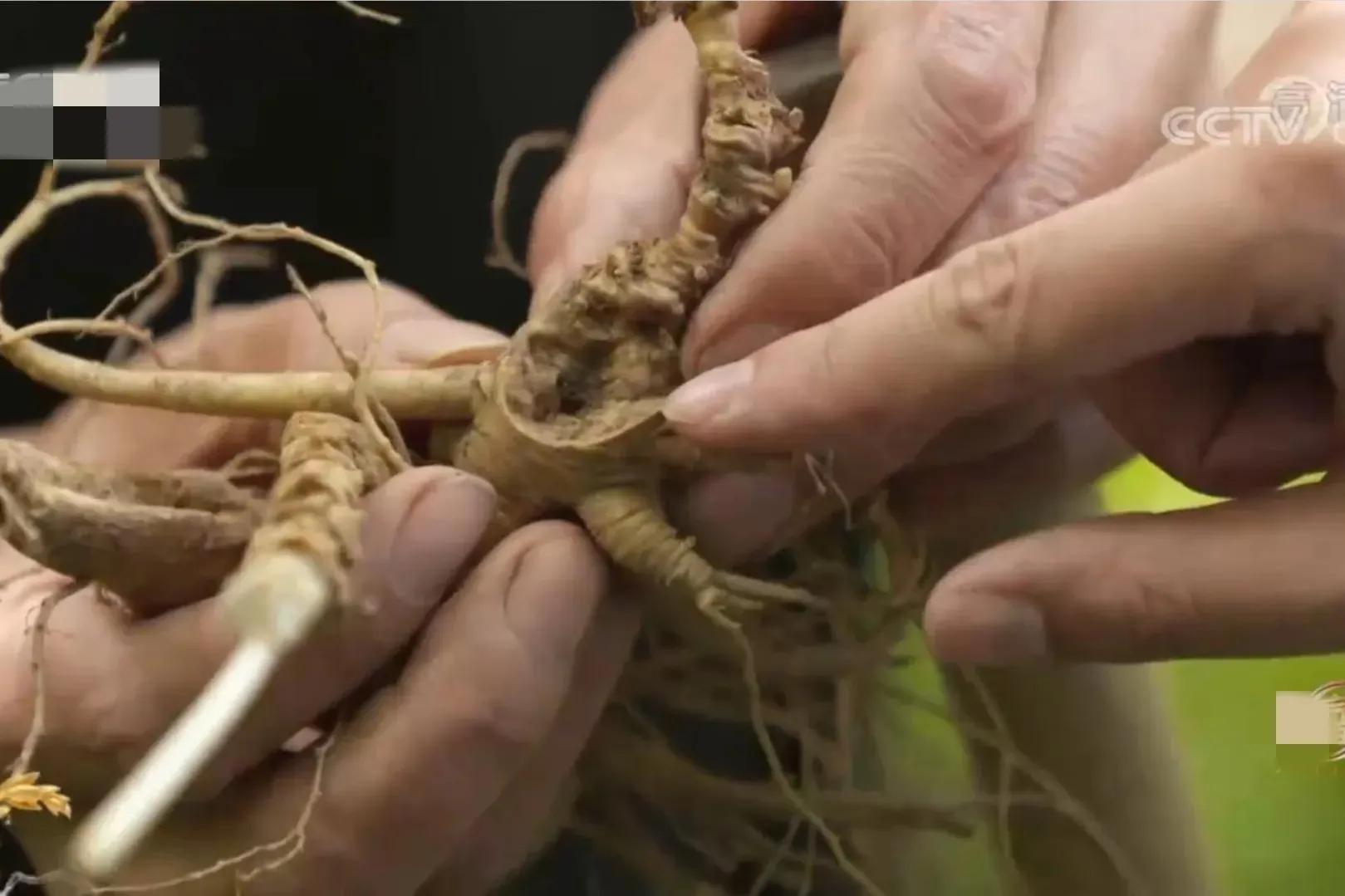 辽宁男子承包5800亩山林,靠种植林下参,如今一年收入上千万