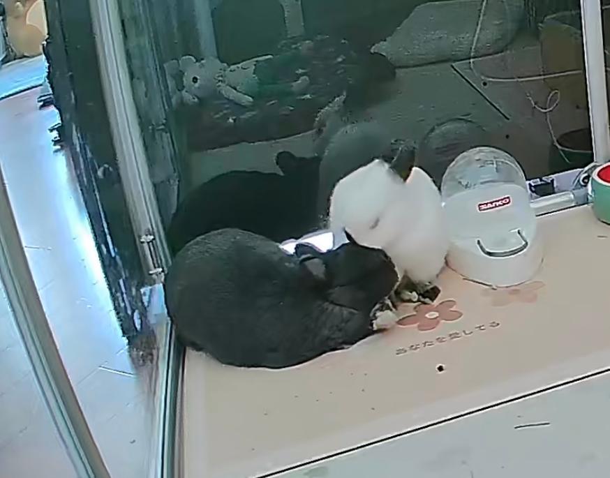 养兔必读的100个动作,两个月大的兔兔要注意什么