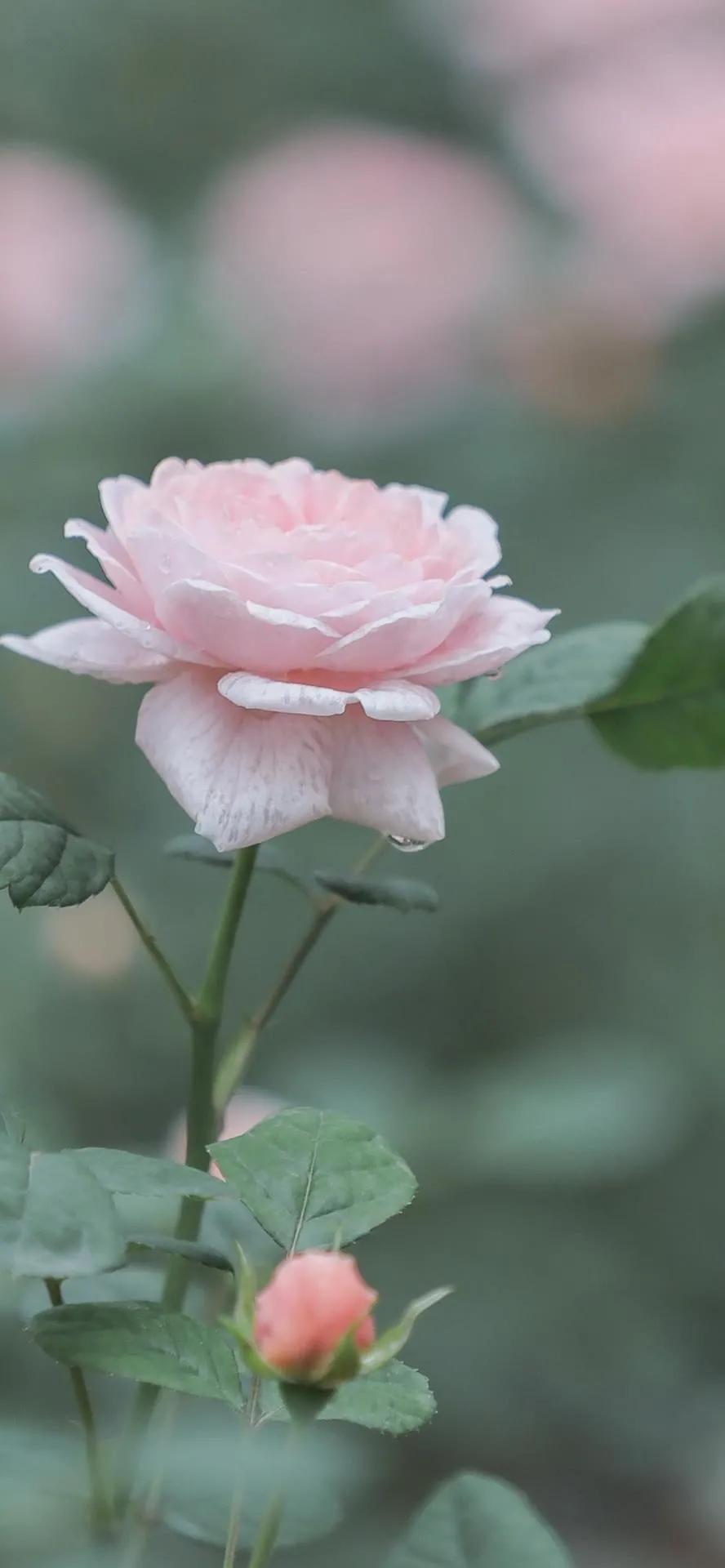 超高清海洋沙滩风景壁纸全屏,湛蓝的海水海滩风景高清壁纸