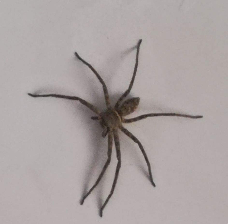 白额高脚蛛可以灭蟑螂吗,白额高脚蛛灭蟑螂靠谱吗