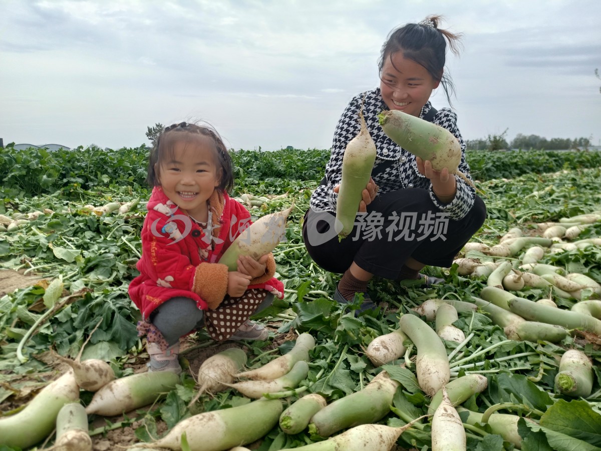 贫困户萝卜滞销案例,河南信阳萝卜滞销