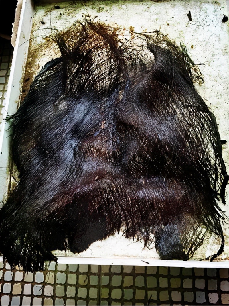 盆栽绿萝如何做绿萝柱,自制绿萝柱生长过程