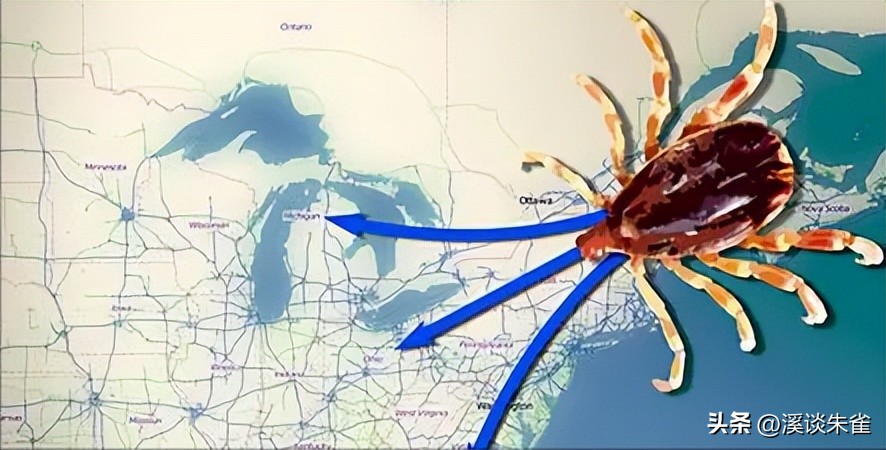 巴西布兰格斯牛和内洛尔牛中,探索双叉巴贝虫和蜱虫的季节性波动