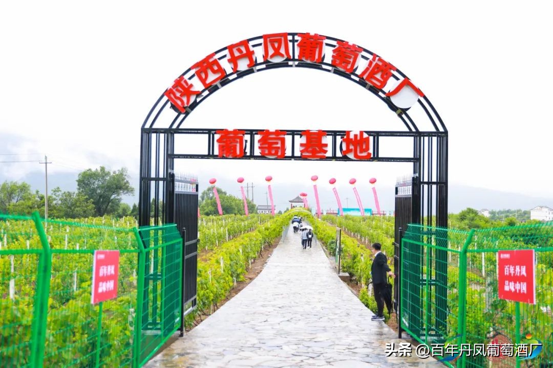 2024第五届丹凤西部红酒节,2024丹凤红酒节