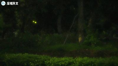 深圳西涌迎萤火虫观赏季,西涌萤火虫在哪个地方