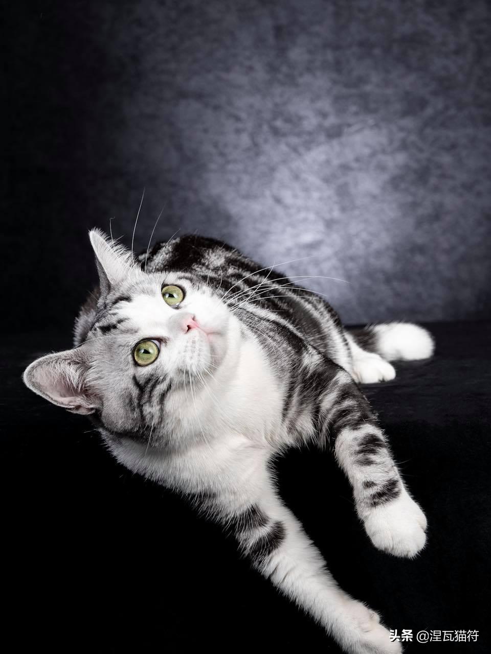 美短棕虎斑成年猫多少钱,美短虎斑猫有白毛领