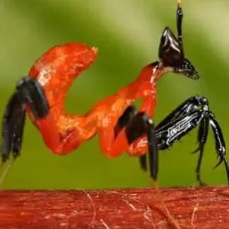 螳螂吃掉自己丈夫的头,螳螂为什么吃掉配偶螳螂吃蛇