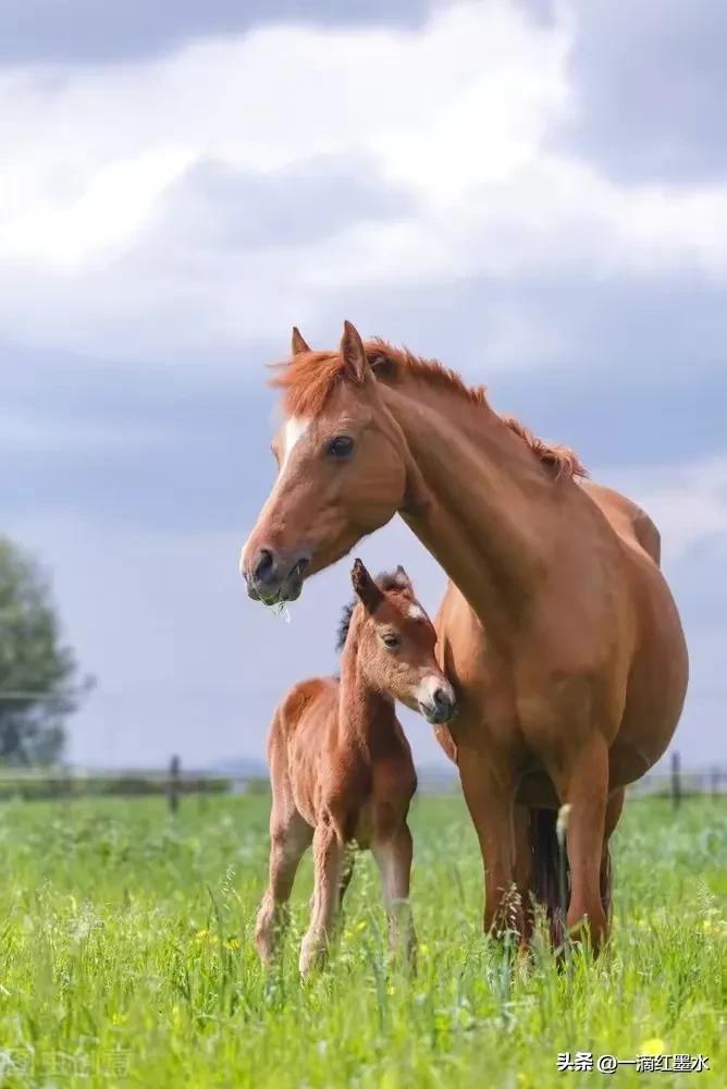 绘画梦中红楼,梦中的红楼