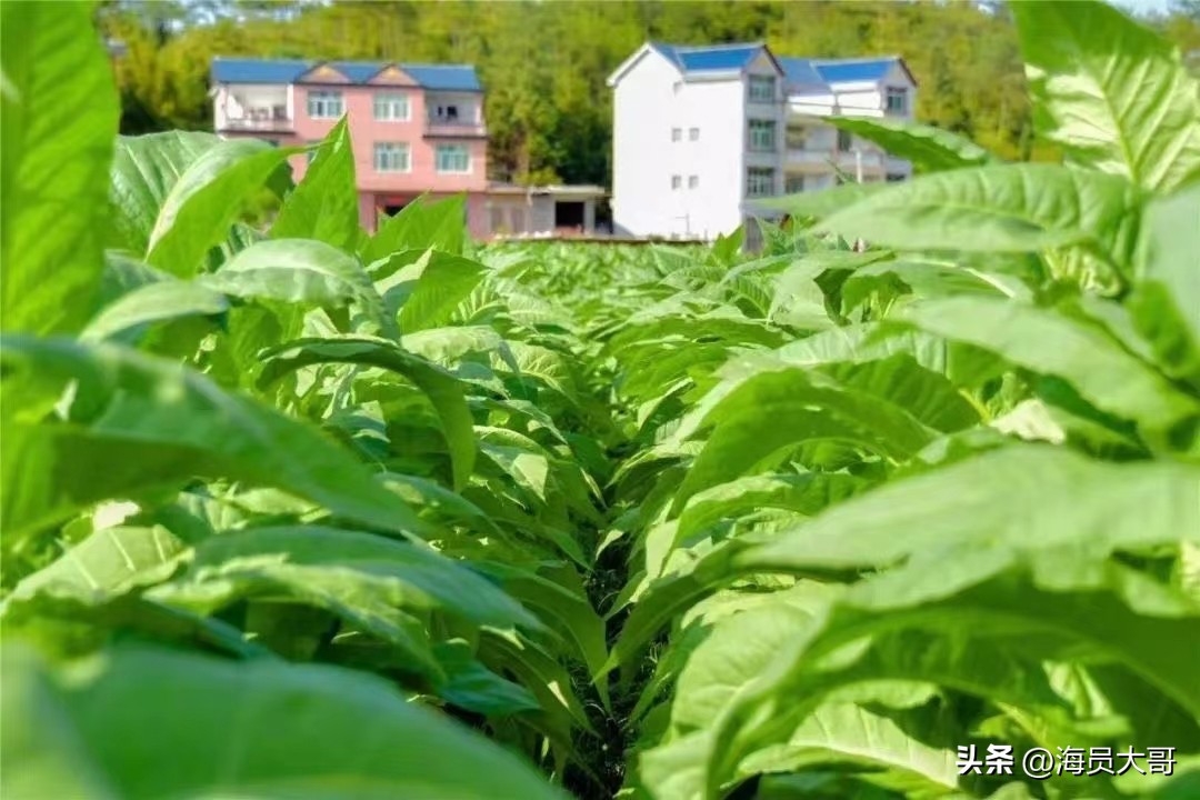 24岁做海员真实生活,去当海员的真实感受