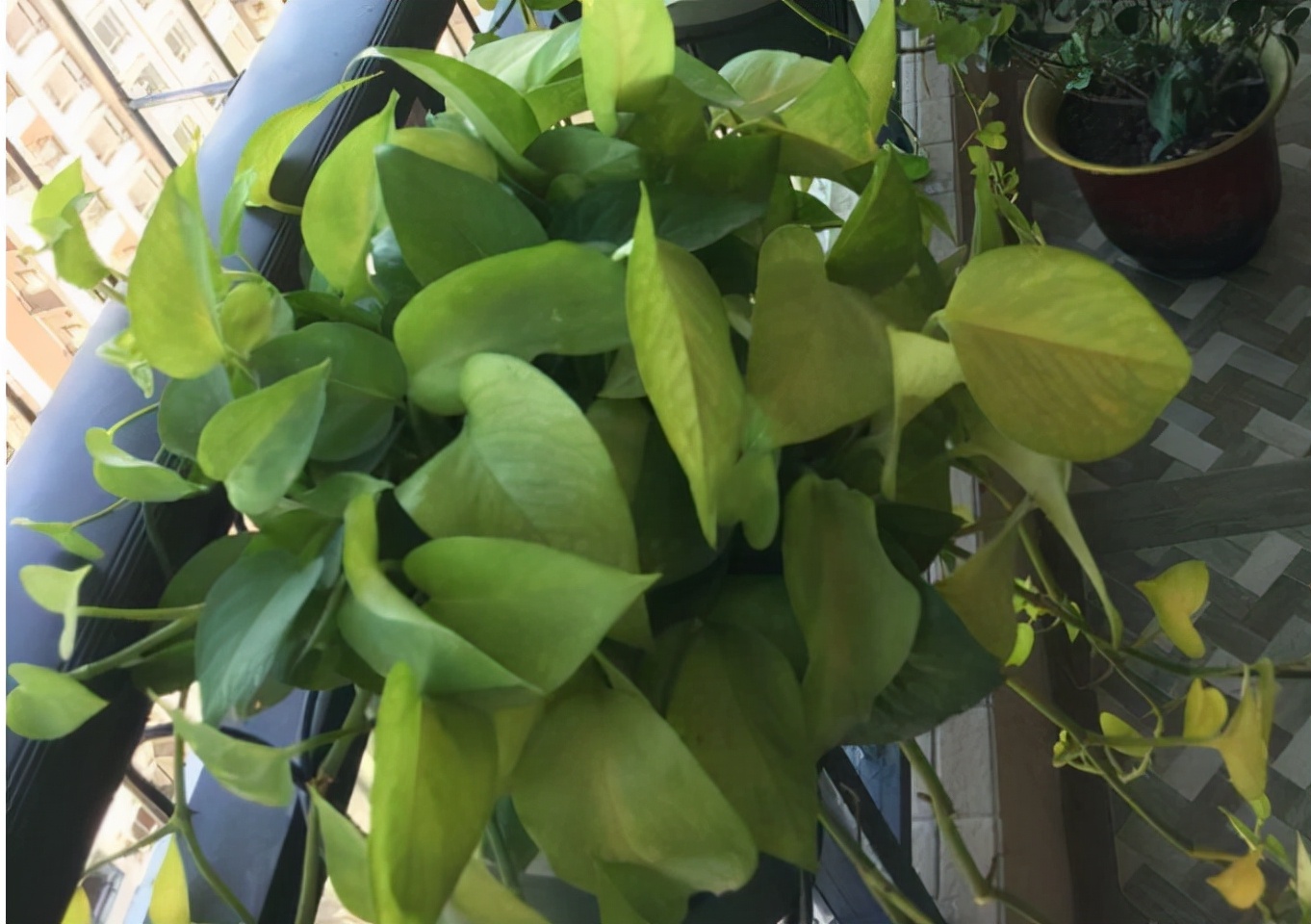 绿萝的养护方法和注意事项,绿萝怎么扦插才能爆满盆