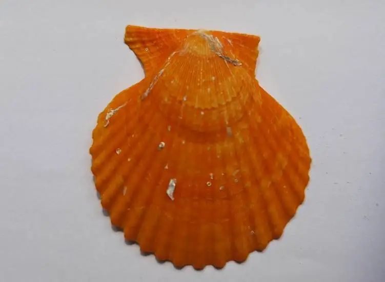 海南海鲜贝类有哪些,海南海鲜贝类