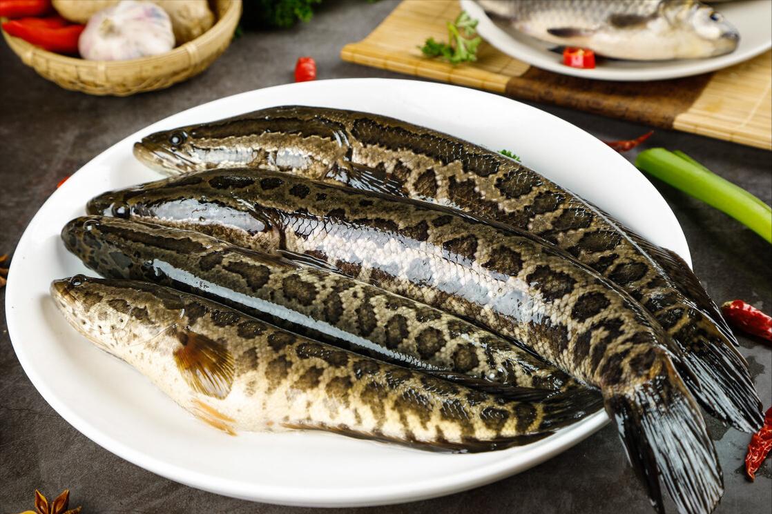 如何区别认识市面上常见的几种鱼,各种鱼怎么分类