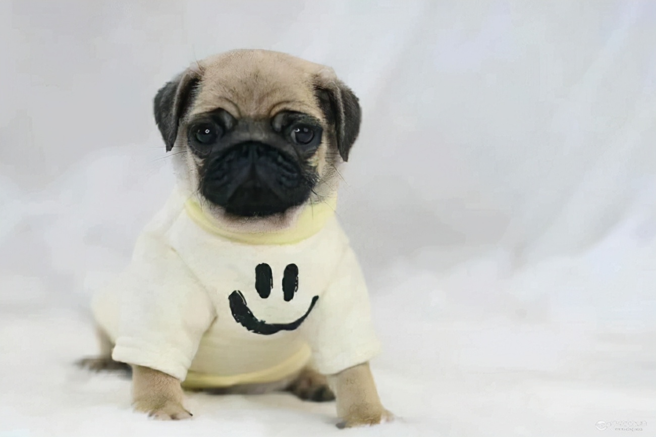 巴哥犬太活泼怎么办,巴哥犬脾气怎样