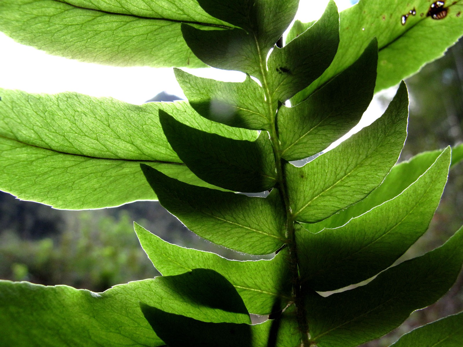 宁波的五龙潭,宁波五龙潭森林公园