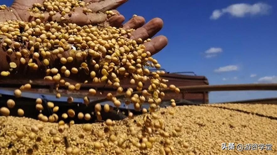 巴西大豆出口贸易现状及对策,巴西大豆对华出口