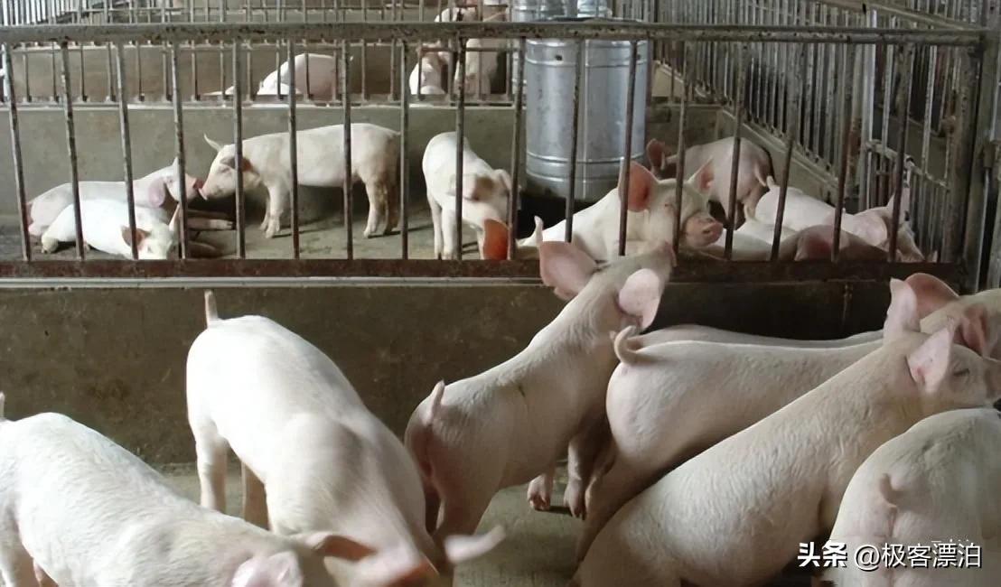 猪价跌饲料为什么不跌,猪价跌了为什么猪肉价格没有跌