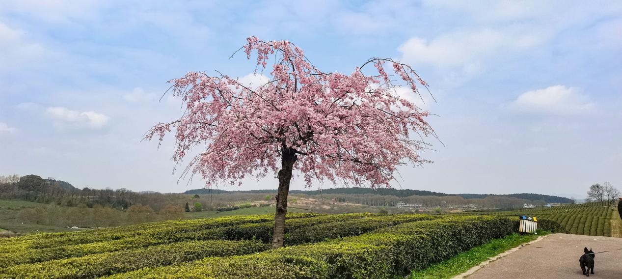贵阳羊艾茶园风景,贵阳市羊艾茶场地址