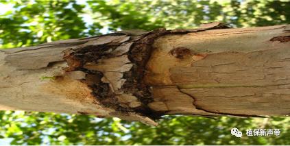 蛀干害虫为害症状识别,什么是蛀干害虫