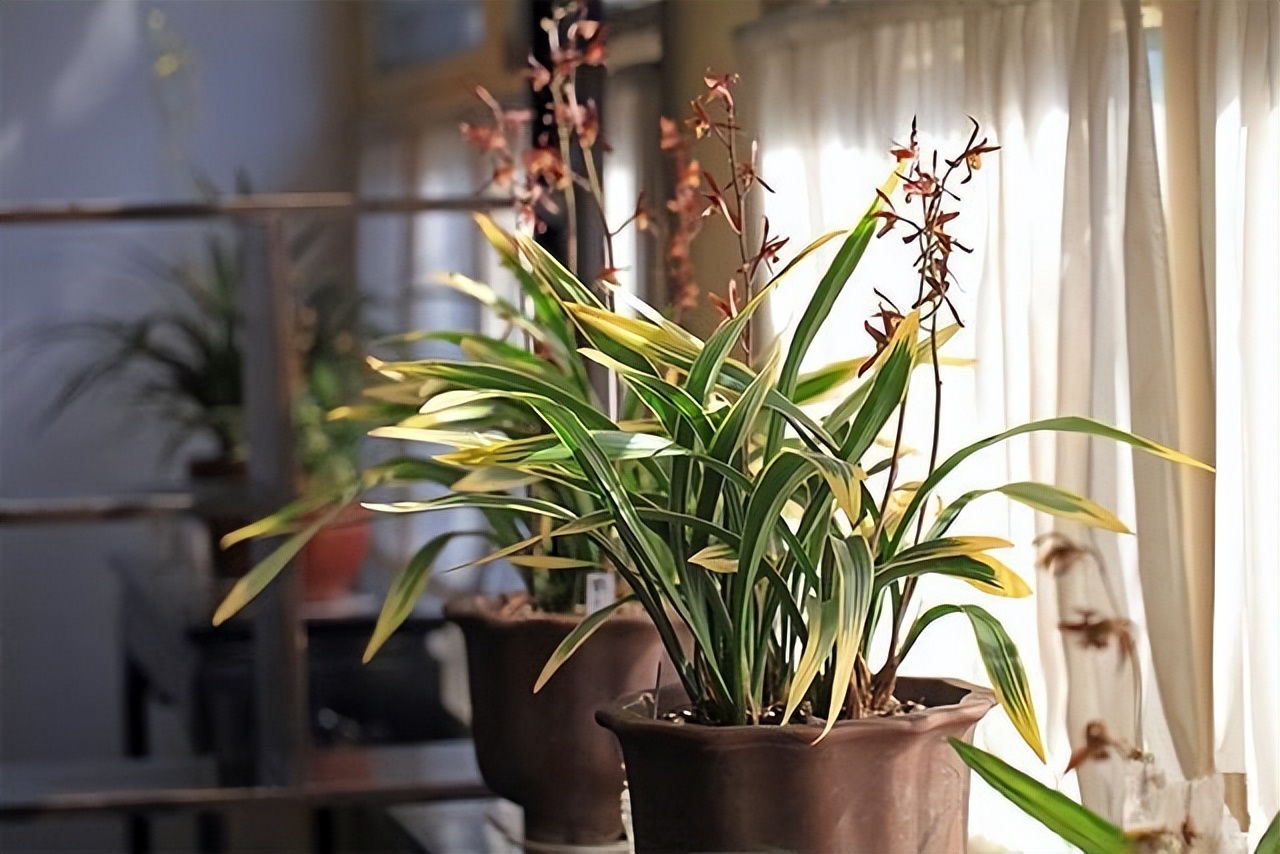 代表富贵吉祥的花草,有寓意的花草名