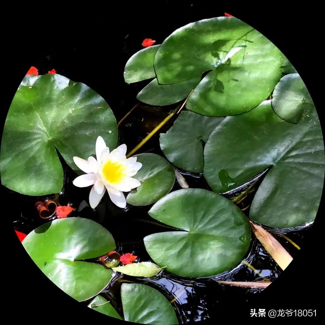 国色绽放红胜火，凌霄花开分外香