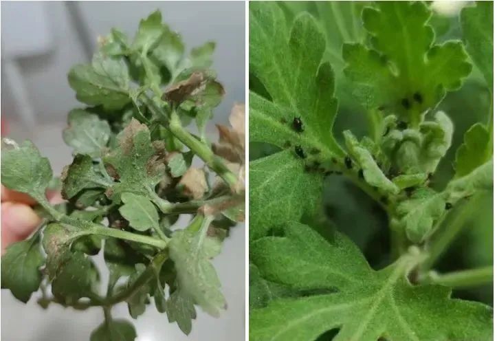 菊花长蚜虫家用小妙招,菊花蚜虫怎么预防