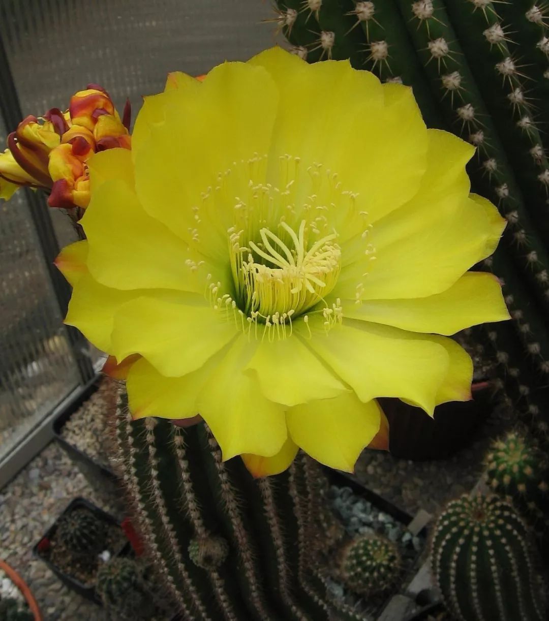 200种·仙人球开花图鉴，大开眼界，美到爆