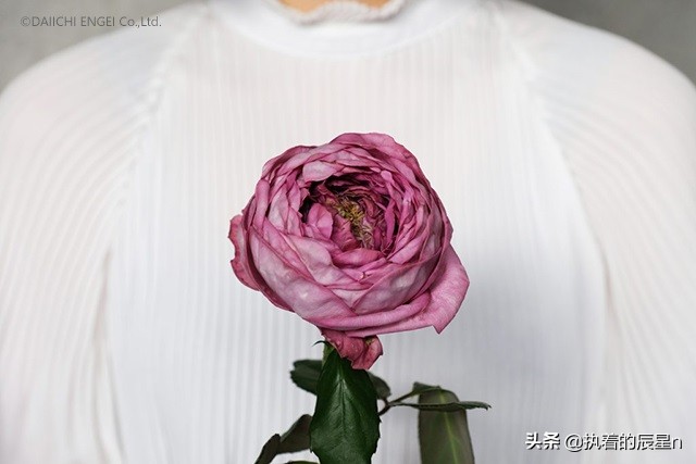 女孩你真的了解玫瑰花吗？三个步骤让你明白男朋友送你玫瑰的意思