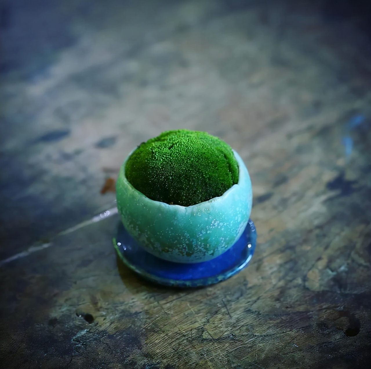 为什么苔藓养不活,苔藓为何养不活