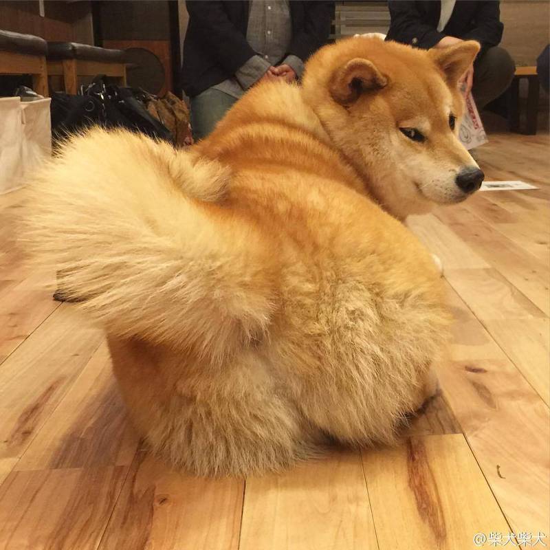 通人性的狗是什么狗,狗界最傻的4种狗