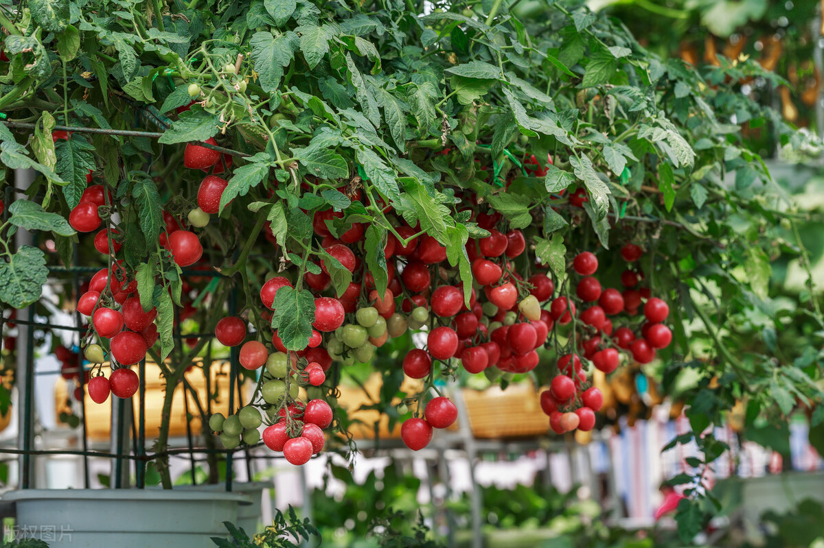 水果店水果比网上贵很多,同一个水果为什么贵
