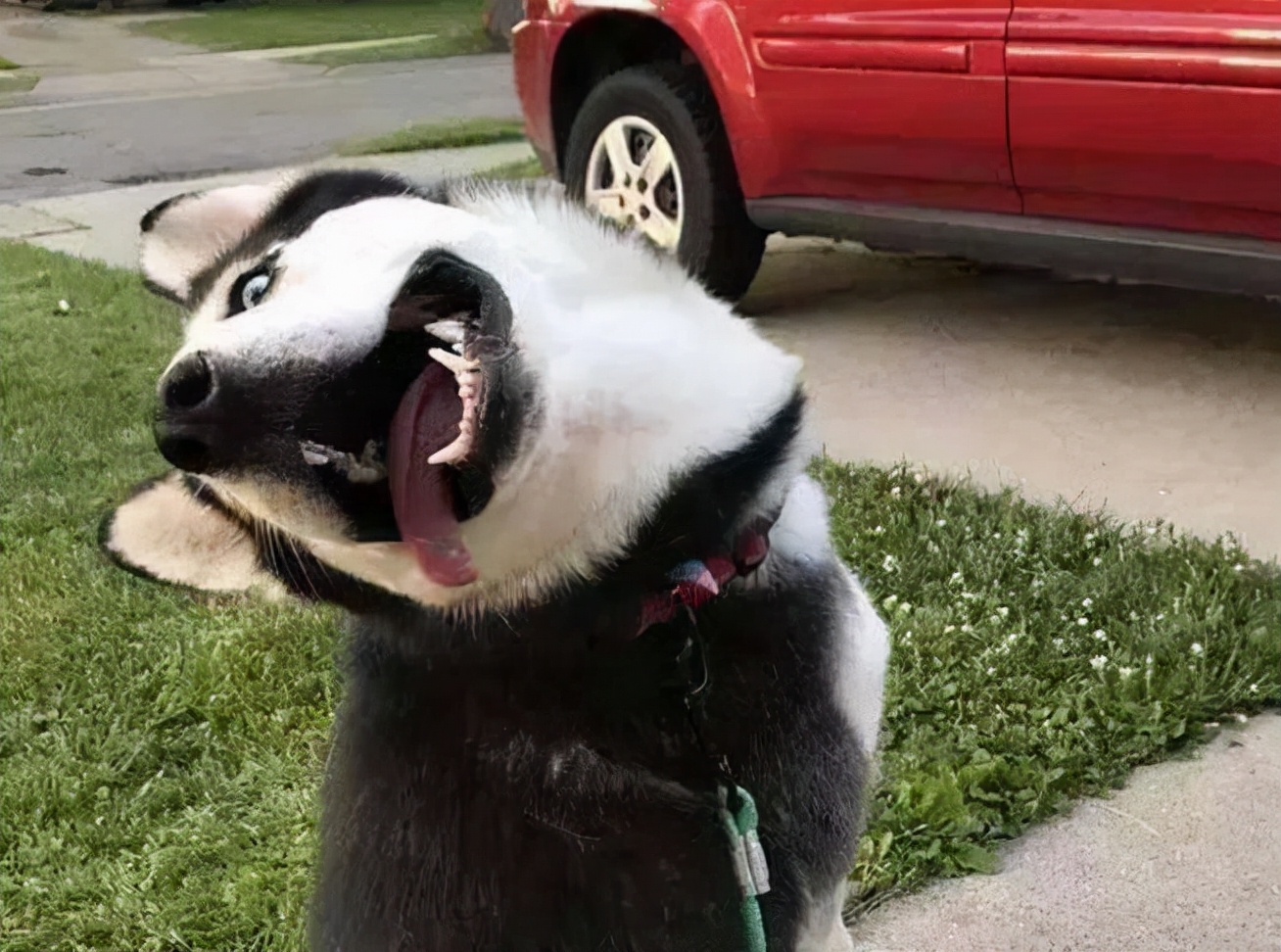 哈士奇拉稀怎么办最有效的方法,养狗攻略金毛