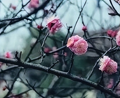 赏花何须远行带你寻觅最美秋色,赏花何须远行最美花景就在身边