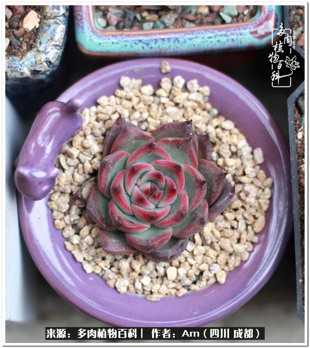 多肉小盆友生活多姿多彩,多肉小精灵福享不停