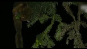 山村十大诡异怪事件,四川大山发现的怪物