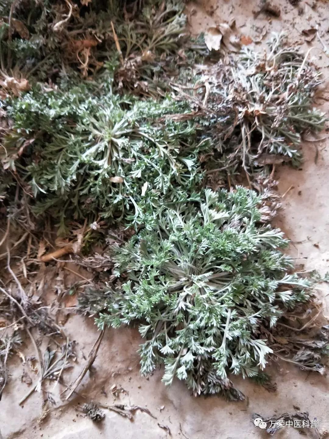 植物幼苗的发展过程详细,植物的幼苗在生长过程中