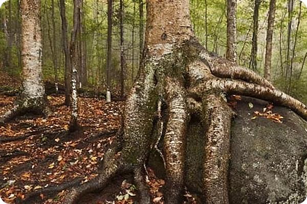 世界上最锋利的斧子,世界最安全的劈柴斧头