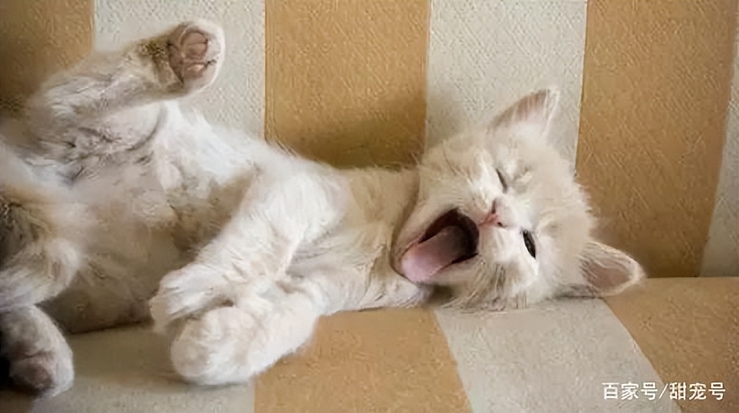 猫咪心跳一分钟多少算正常,猫咪日常眼睛护理