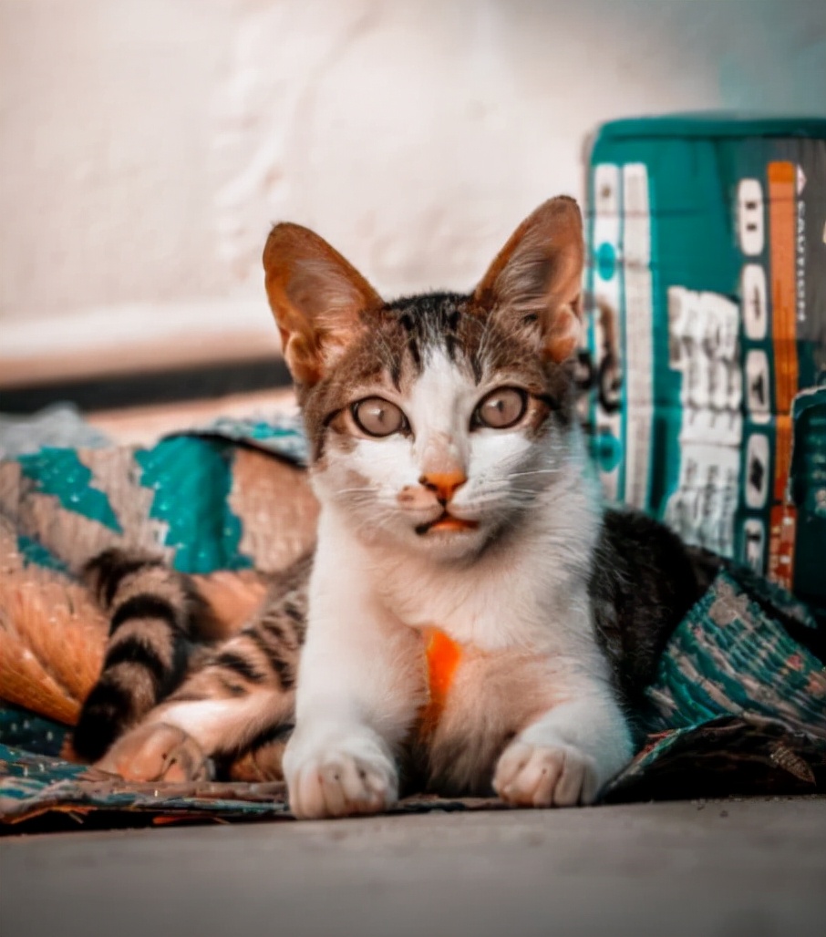 有什么方法可以去除猫牙结石,猫咪牙结石和猫鼻支