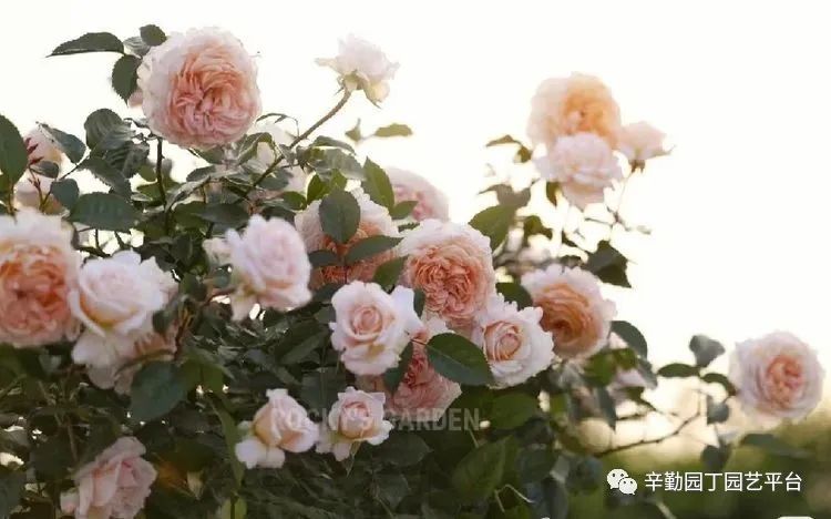 第八届园丁奖露台组《030号》洛基花园