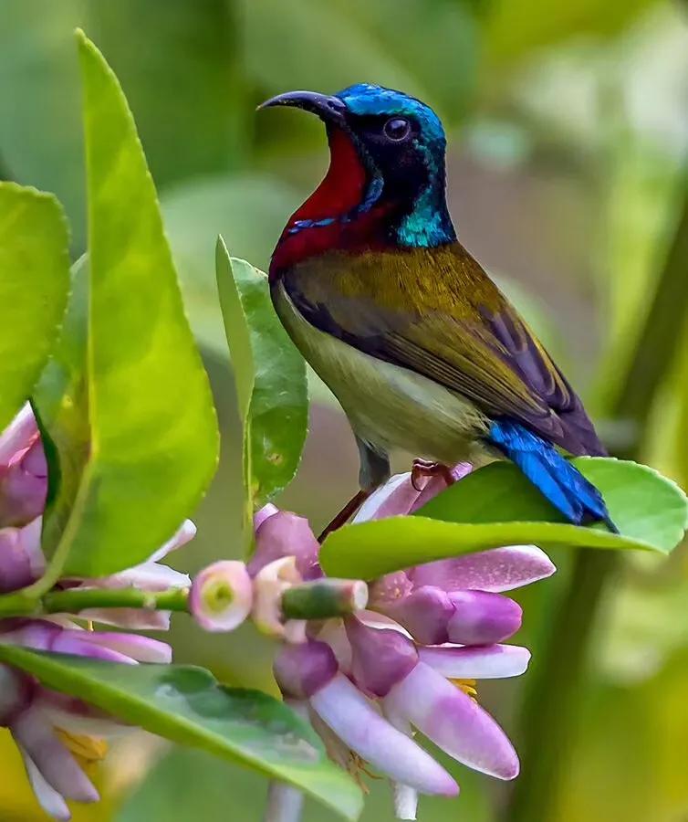 太阳鸟花的图片,太阳鸟精彩图片