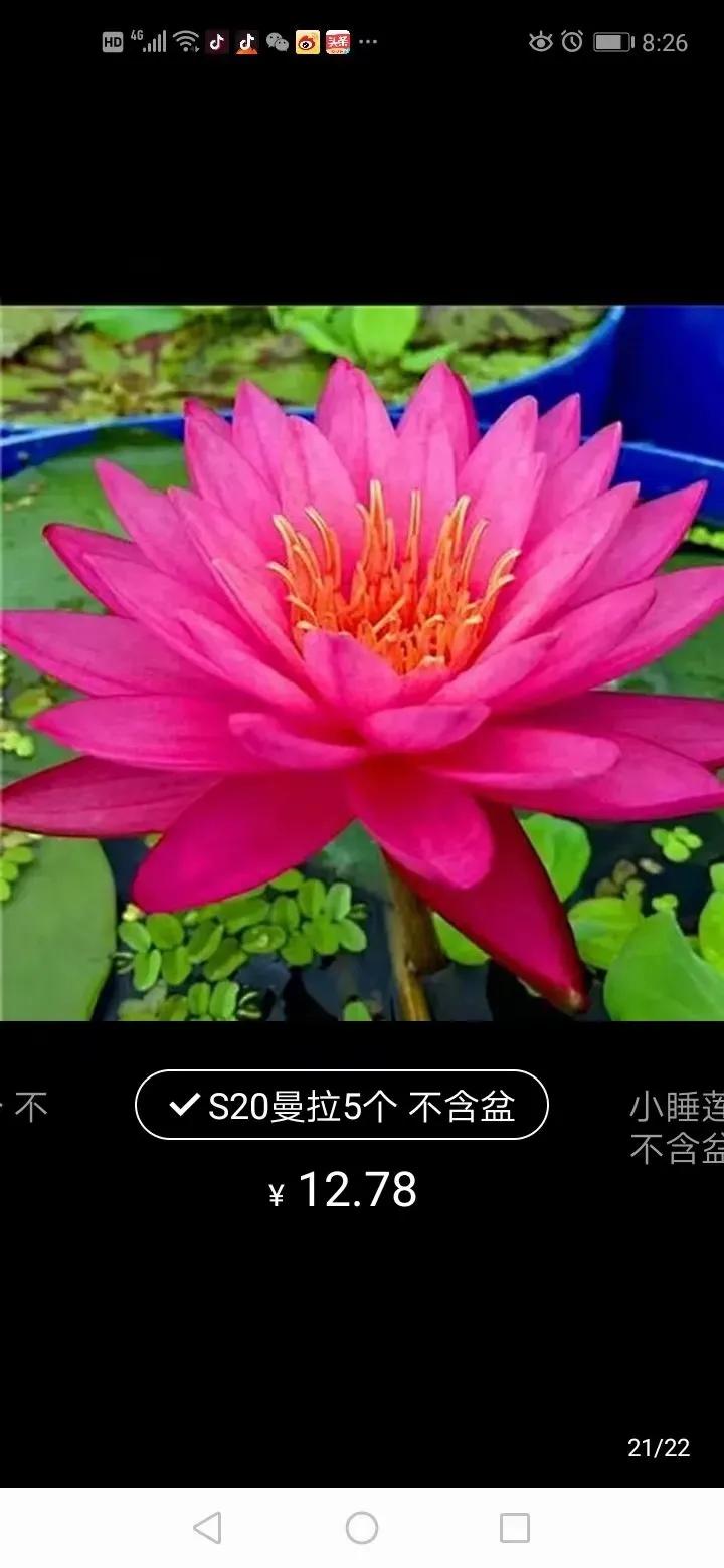 睡莲在哪里买比较好,网上买的睡莲质量如何