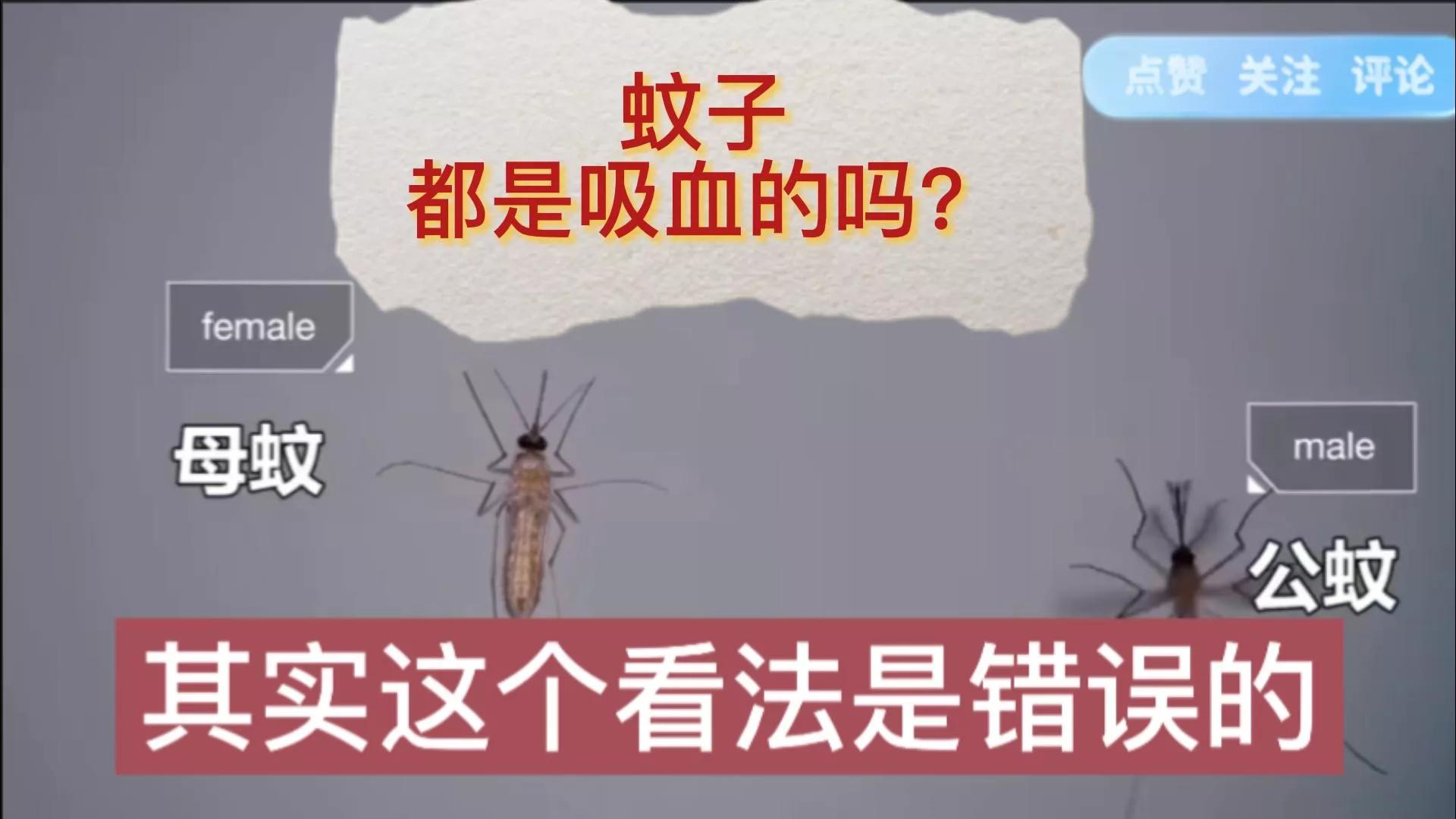 蚊子的吸血过程有多可怕,蚊子吸血时最怕什么