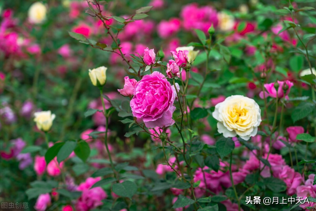 咏月季花七绝,咏月季花七绝七言诗