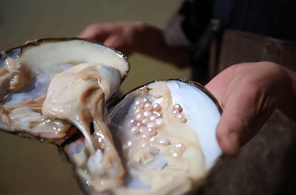 河蚌肉人人都喜欢吃,河蚌软肉比硬的好吃